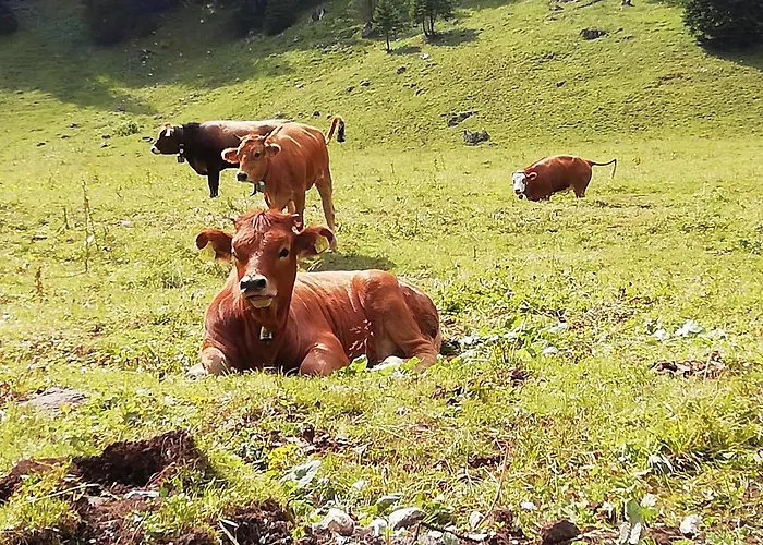 Haus Niklos - Waldeck Appartement