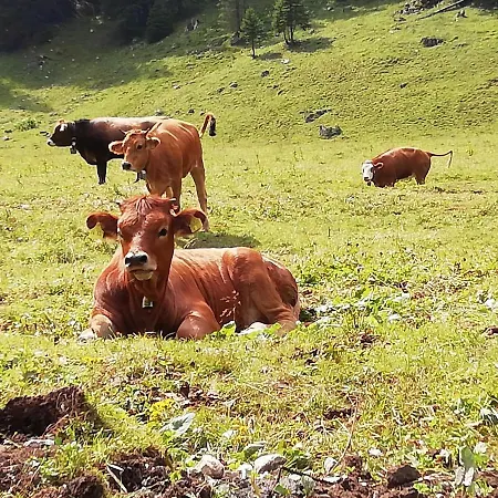 Haus Niklos - Waldeck Apartamento